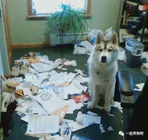 狗为什么爱拆家 0575f5e429794eb3b9c3166d8c139b3e.jpeg