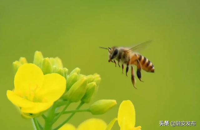 【关注】"小寒"时节农事忙,蜜蜂花间飞舞