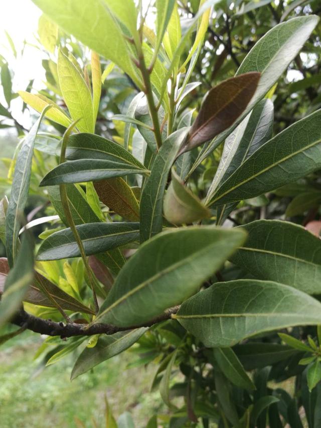 ÷֦ݲķѵЩۺϷЧ