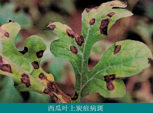 西瓜种植技术|西瓜炭疽病症状及防治措施