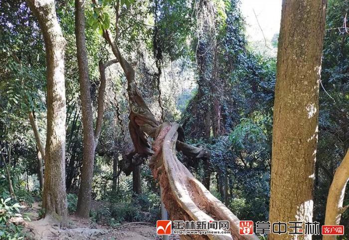 容县古泉村有株千年古藤,村民称之为"过山龙"