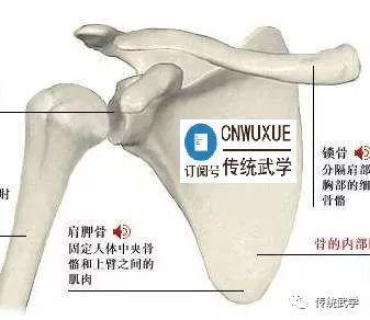 如何正常沉肩 37a6ba15f7fb4579b81b0cce42d0b067.jpeg