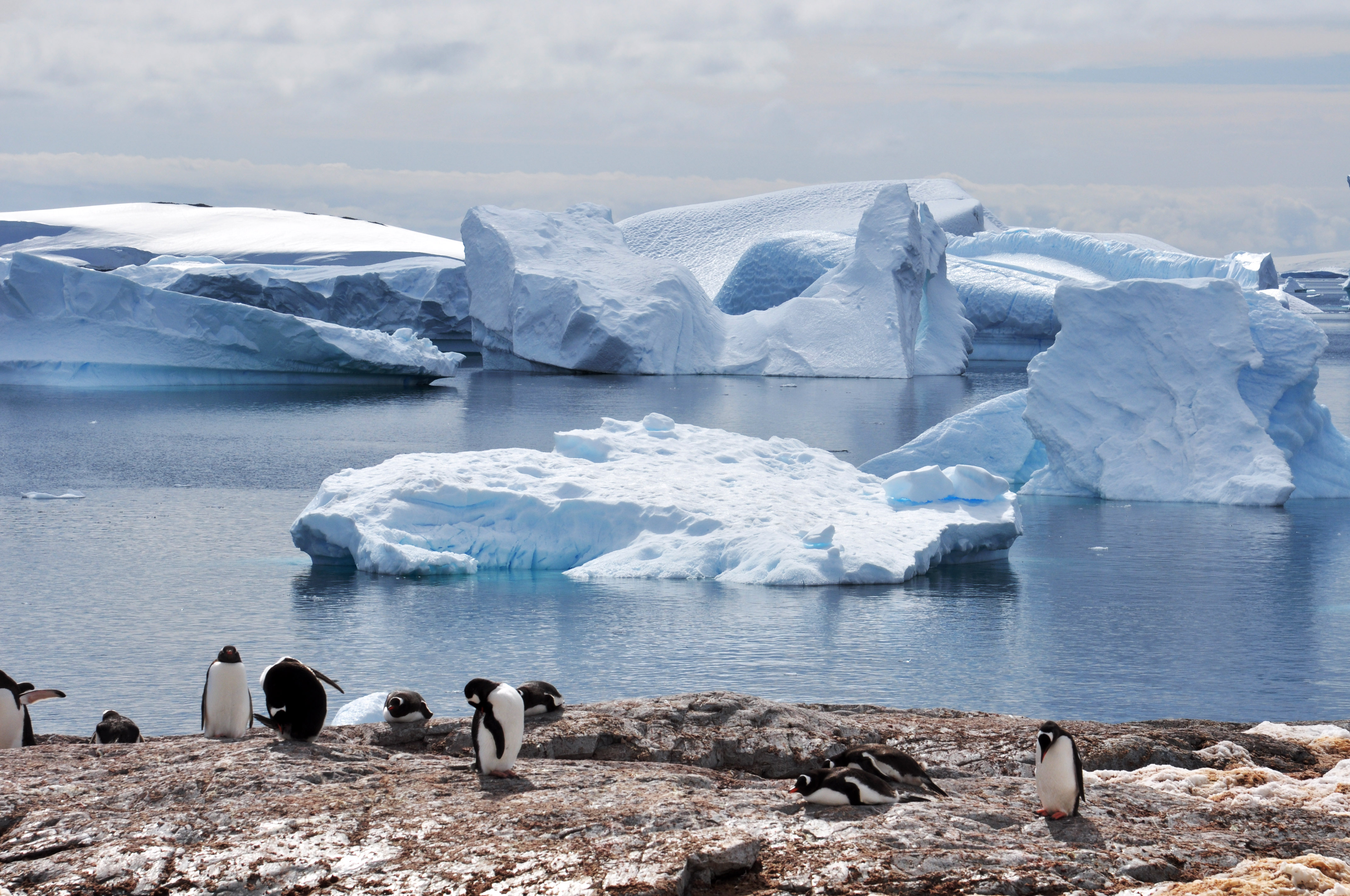珀泽申群岛上的阿德利企鹅，南极洲 (© Tui De Roy/Minden Pictures)