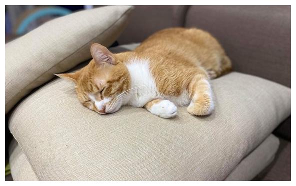 用猫咪对付赖床老爸只见猫咪一个泰山压顶再回眸吓退旁人