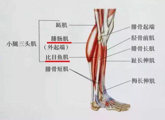 腓肠肌覆盖在比目鱼肌上方,这三块肌肉的基本功能就是: 弯曲脚部,也就