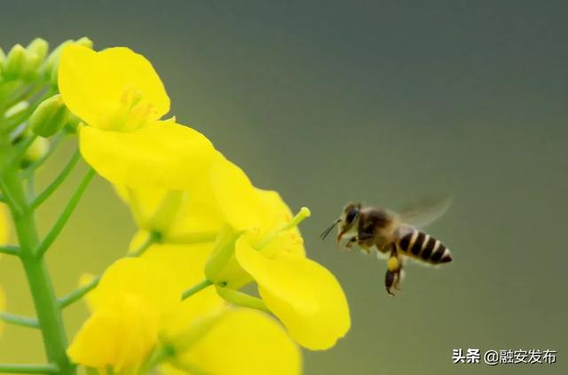 【关注】"小寒"时节农事忙,蜜蜂花间飞舞