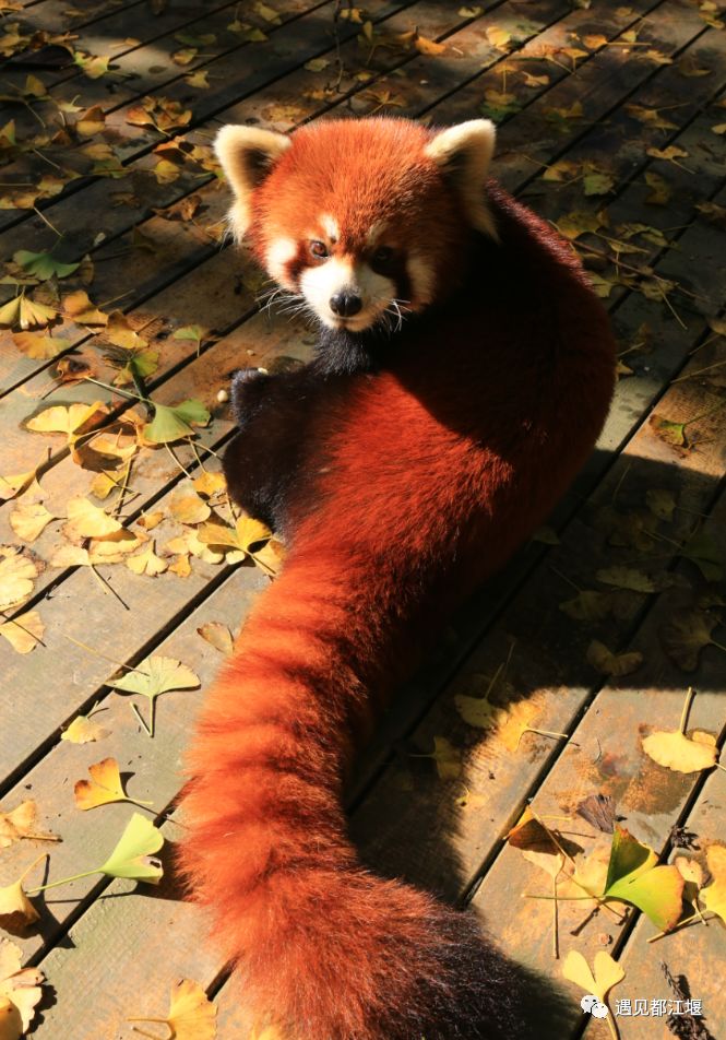 我是小熊猫,世界第一萌,快来都江堰看我吧!_浣熊