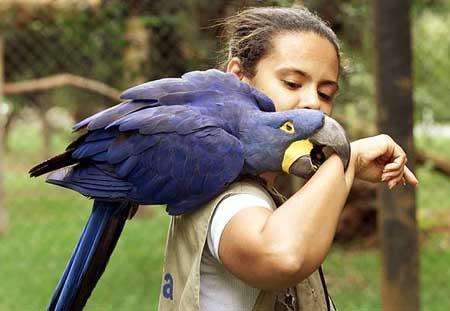 金刚鹦鹉价格多少钱 80a47de7fed54a4f94ad1c2d5766eb99.jpeg