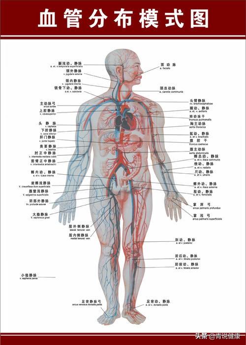 人体血管系统 人体的血管系统非常庞大,我们的血管分为动脉血管,静脉