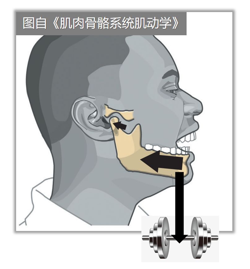 头前伸,长期低头,脖子肌肉紧张(比如舌骨肌群)的时候,我们的脖子会有