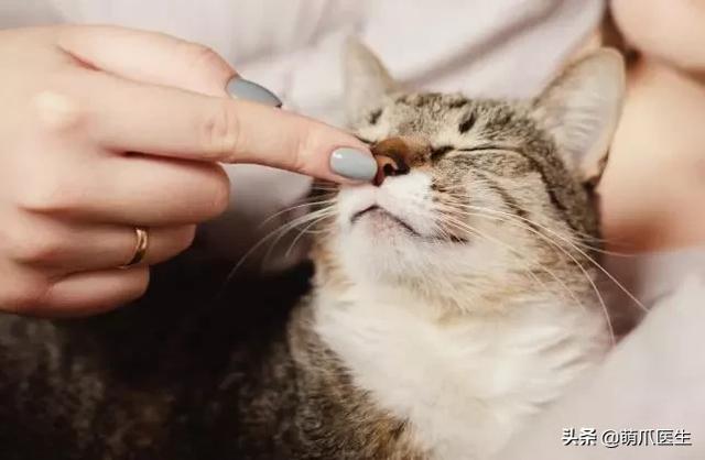 猫咪怎么才会拉屎 b192b8acf86243b99785bf7c205eb696.jpeg