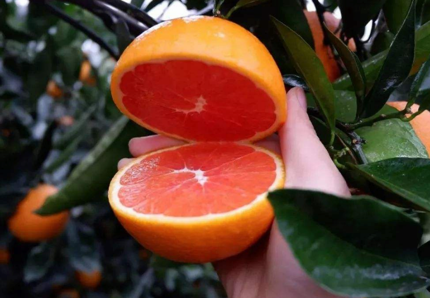  [唯一含花青素的橙子，很多人以为是转基因水果，被称“橙中贵族”] 