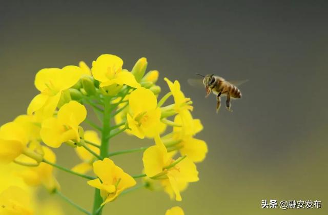 【关注】"小寒"时节农事忙,蜜蜂花间飞舞