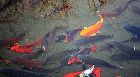 孕梦之鱼，孕妇梦见众多鱼群、捉鱼、杀鱼与吃鱼的深层寓意解析