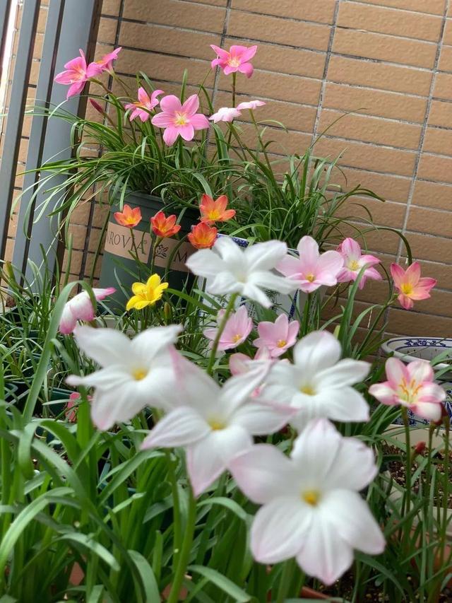 盆栽花推荐耐旱 0bedcd91ce044f3b86b9e6664db69aa0.jpeg