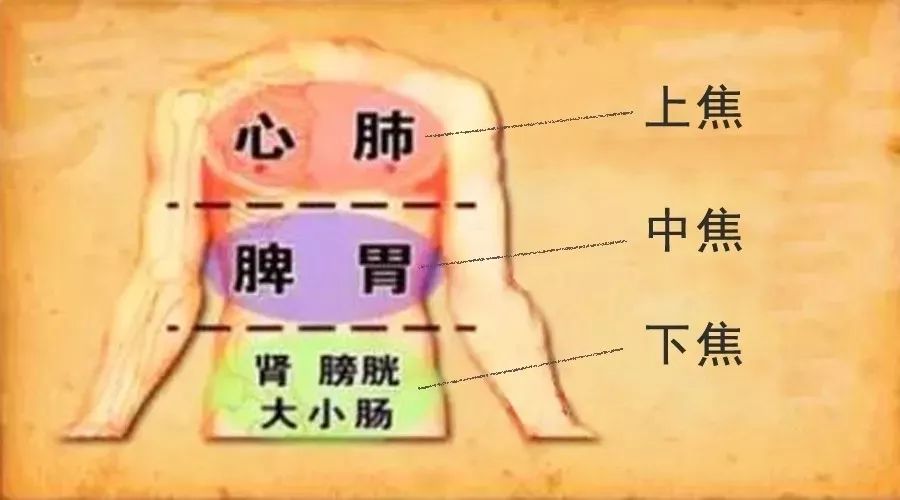 将躯干划分为三部分,如下:上焦:指横膈以上内脏器官,包括心,肺;上焦如
