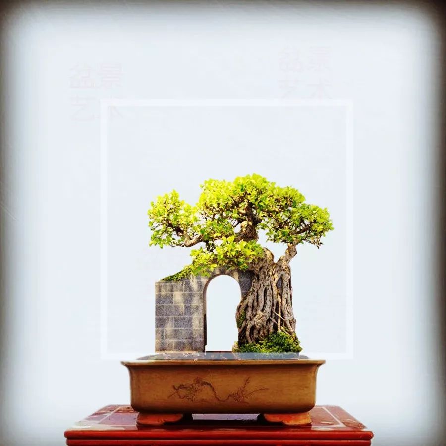 盆景艺术其实离我们不远