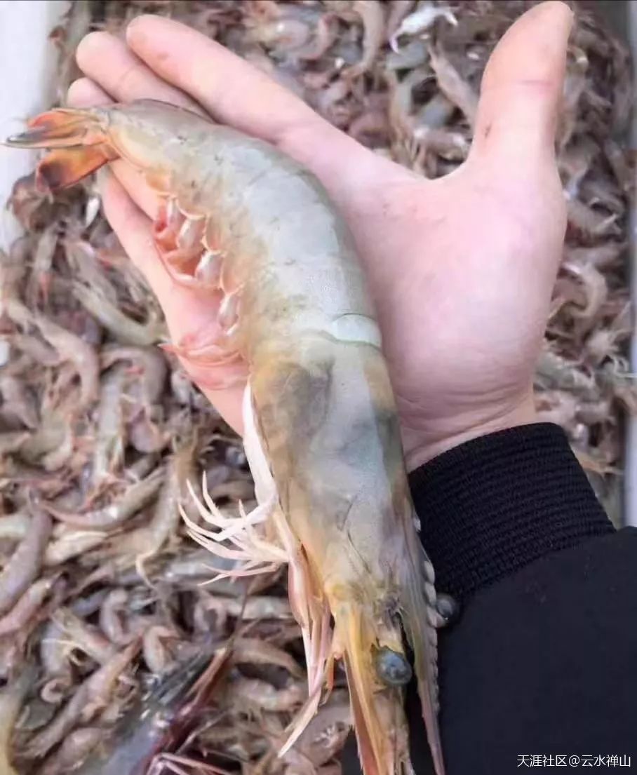 如何处理虾线开背 3513b535224044b7b4fe016bd9200d18.jpeg