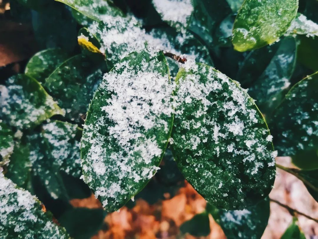 描写初雪的日记