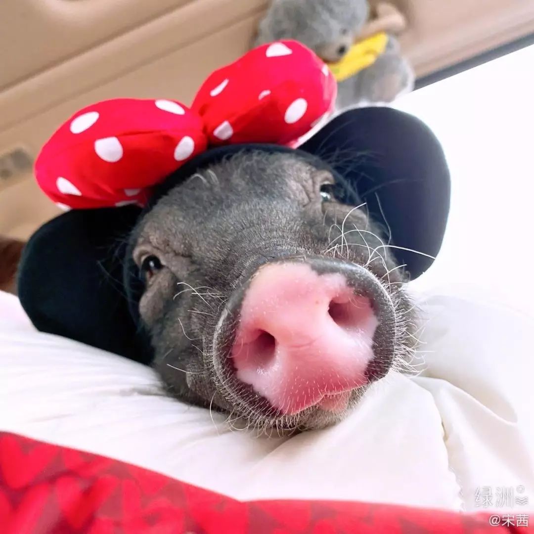 同款头像宠物 372d6b22ac1042a385daba227c7c2bc6.jpeg