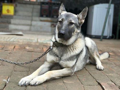 狼青犬勇猛,忠诚,身体也比较健壮,在野外的警戒,抓捕