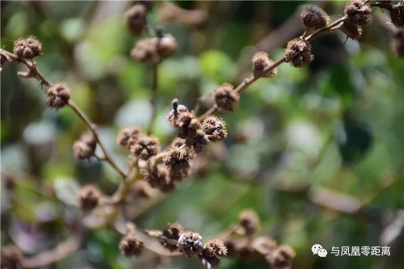 据《中国植物志》载,刺蒴麻其药用价值为:全株供药用,辛温,消风散毒