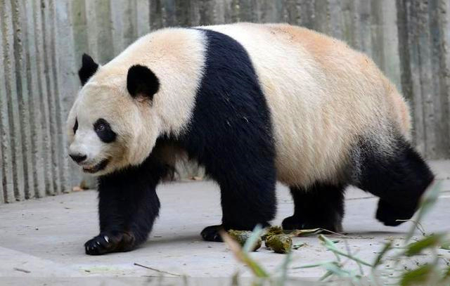 熊猫为什么能存活下来