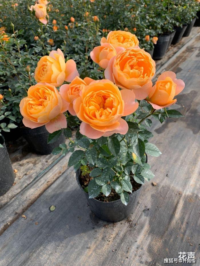 蔷薇和月季哪个好种 4cd48c2bdbd0443f9b5ba5650ada0ddb.jpeg