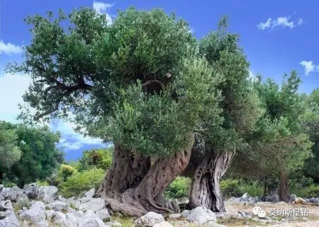 美丽的突尼斯橄榄树