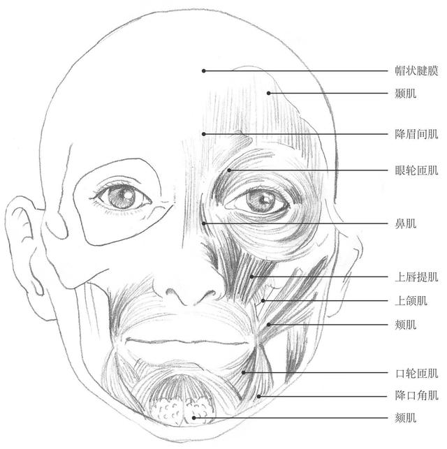 肌肉的伸缩形成了人的喜,怒,哀,乐等各种各样的表情,刻画颧骨,眉弓,鼻