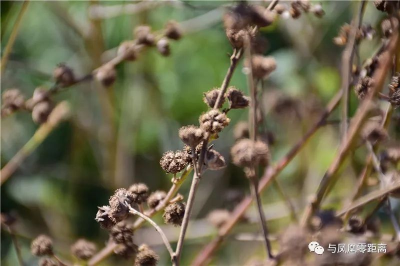 据《中国植物志》载,刺蒴麻其药用价值为:全株供药用,辛温,消风散毒