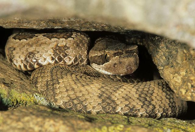 蛇什么时间冬眠醒来 66a4465085684d94bde7467a8e6acc73.jpeg