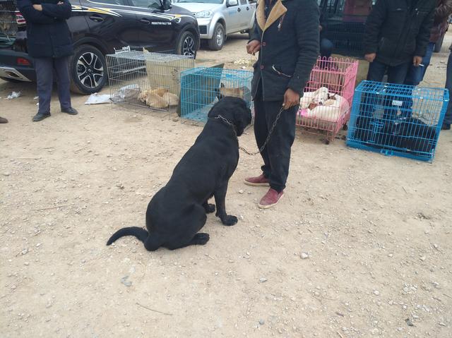 2020狗价排名_世界上身价最高的狗排名前四名:第一名是中国品种!(2)