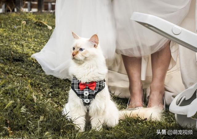 猫咪婚纱照_可爱猫咪头像