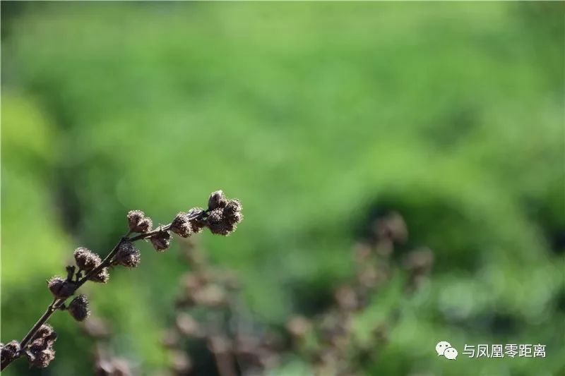 刺蒴麻别名:黄花地桃花,细号虱母头等.