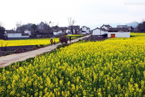 中国最美十大油菜花景点排名