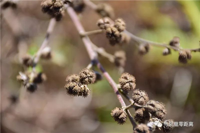 据《中国植物志》载,刺蒴麻其药用价值为:全株供药用,辛温,消风散毒