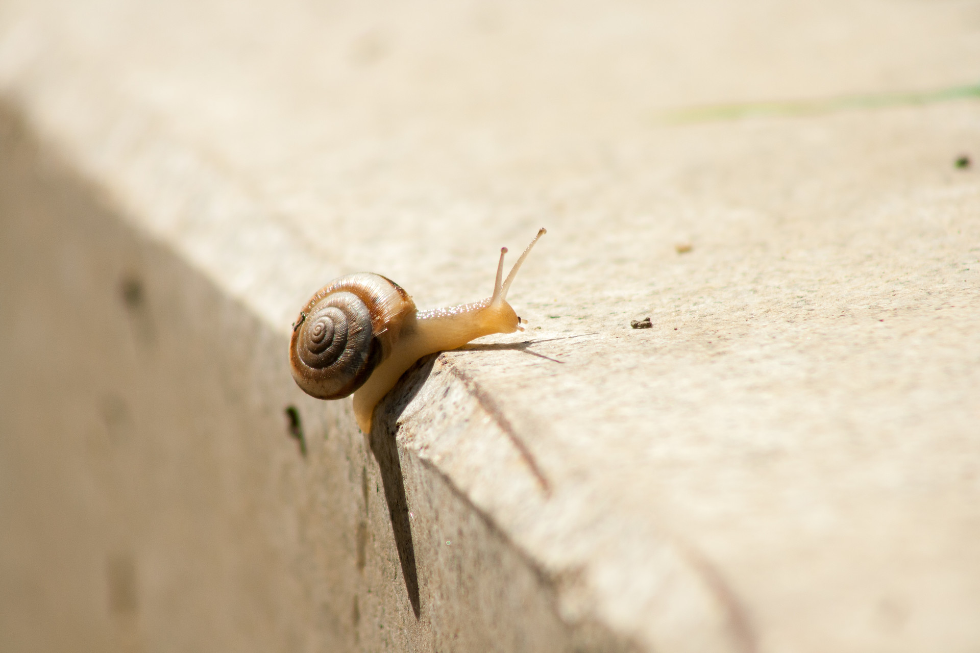 蜗牛的秘密有哪些 adad4da5c39d4385a6d27a356655836d.jpeg