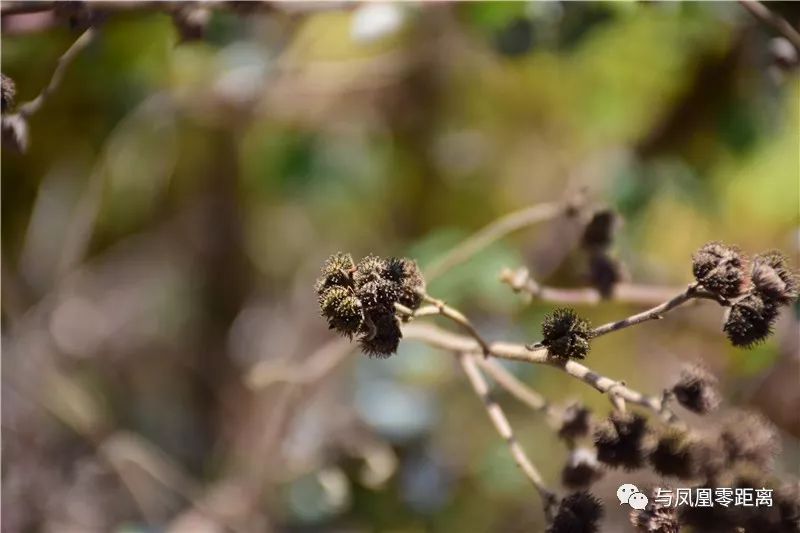 据《中国植物志》载,刺蒴麻其药用价值为:全株供药用,辛温,消风散毒