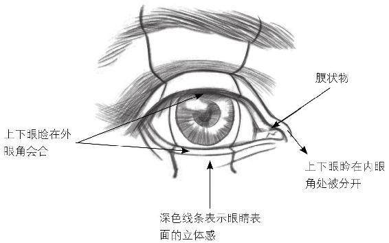 眼睛结构示意图