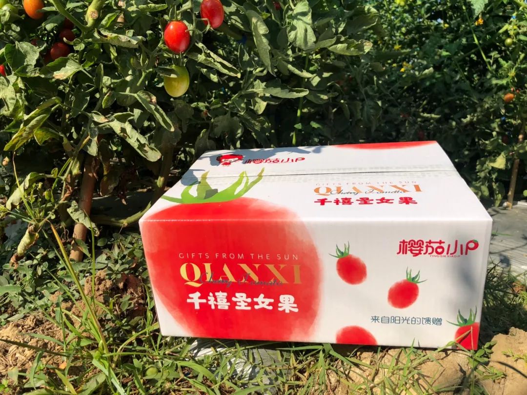 南京人过年竟然都在吃这个88元4斤千禧圣女果一口爆汁产地包邮直发