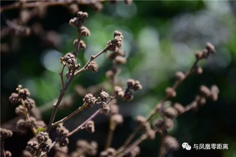 刺蒴麻,一个极为陌生的名字,但它粘人的程度总是让人觉得可怕!