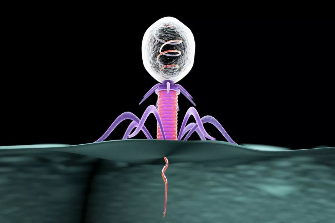 Biofoundry助力噬菌体疗法，打趴超级细菌？ 