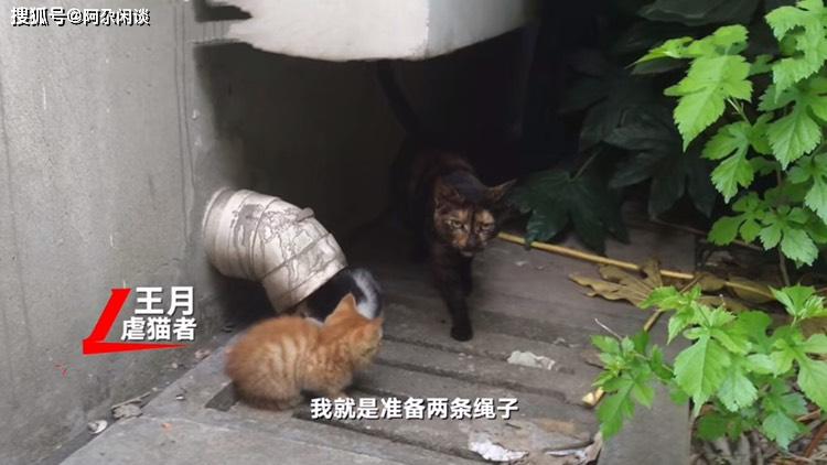 虐猫者网上贩卖虐猫视频,一天收入高达三百,自称不差钱只为减压