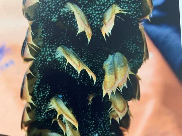 灯笼鱼为什么叫做灯笼鱼 d4a67514bec34149b8b6793a228d97f3.jpeg