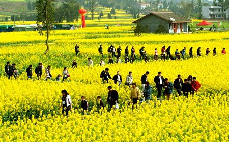 中国最美十大油菜花景点排名