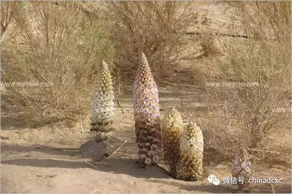 【沙漠里的这种植物补肾效果惊人！吃7天就有效果，男女都能吃！】