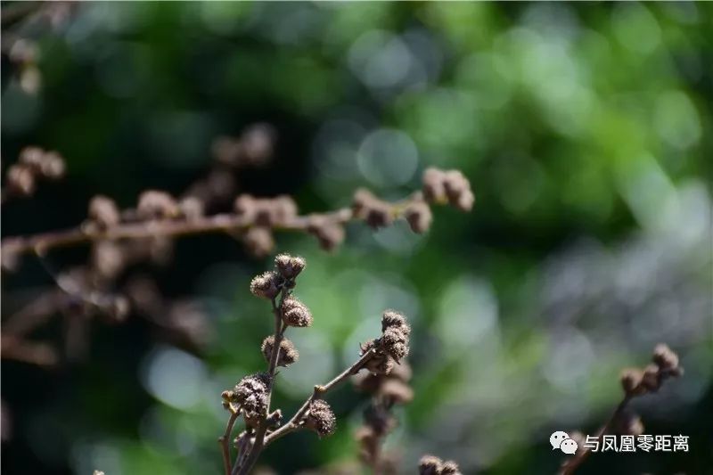 它和"鬼针草"一样,都是人家怕它粘的太紧,想摘下都觉得麻烦.