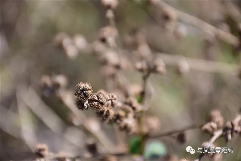 据《中国植物志》载,刺蒴麻其药用价值为:全株供药用,辛温,消风散毒