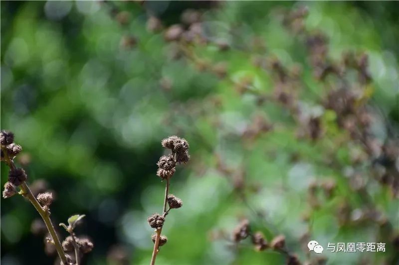 据《中国植物志》载,刺蒴麻其药用价值为:全株供药用,辛温,消风散毒